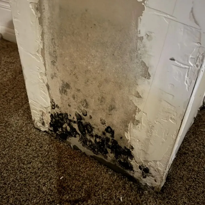 Professional Mold Removal in Lecanto, FL